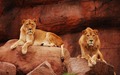 Lions - animals photo