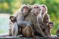 Monkeys - animals photo