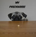My Preciousss! Funny Pug Dog Meme - pug-love-photos-of-pugs photo