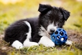 Puppy - dogs photo