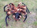 SPIDER DOG - random photo