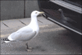 Seagull - random photo
