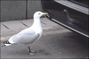  Seagull