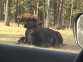 Stern Bison - animals photo