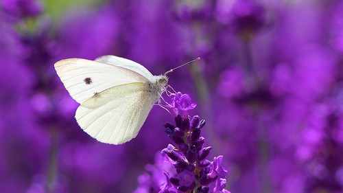 Butterflies images White Butterfly On Lavender HD wallpaper and  