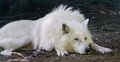 White wolf - animals photo