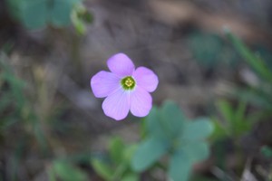  beautiful flor