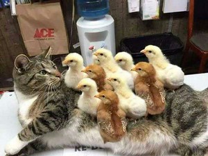  Cat and Chicks