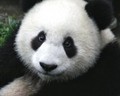 Panda - random photo