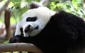 Panda  - random photo