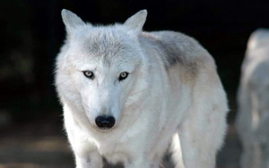  White serigala