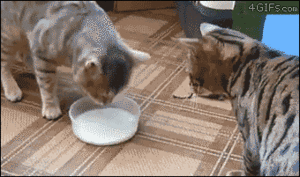  my milch (animated gif)