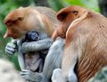 Bekantan Monkey from Borneo-Indonesian - monkeys photo
