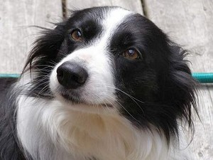  Border colley, collie