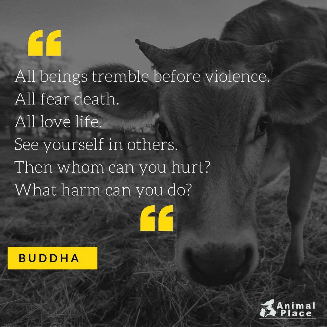 Buddha Quote - Animal Rights Fan Art (40169443) - Fanpop