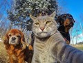 Cat and Dogs - random photo