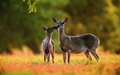 Deer - animals photo