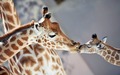Giraffes - animals photo
