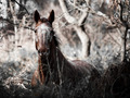 Horse - animals photo