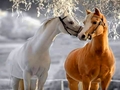 Horses - animals photo