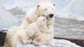 Polar Bears - animals photo