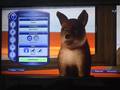 Puppy Chase - the-sims-3 photo