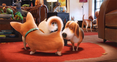 The-Secret-Life-Of-Pets-GIF-movie-trailers-40144097-500-266.gif