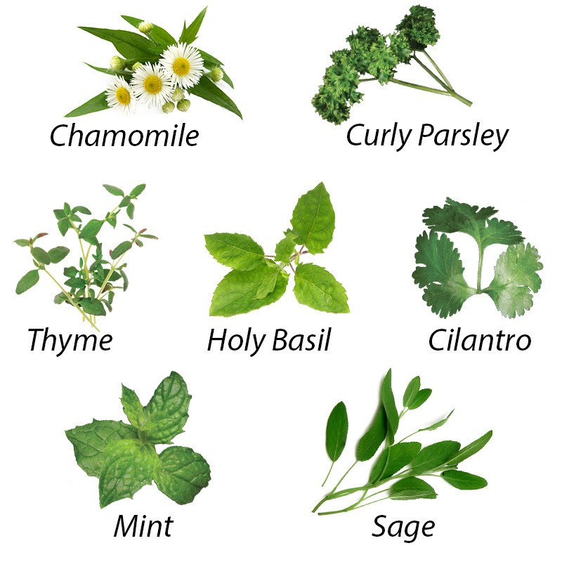 Medicinal Herb Chart