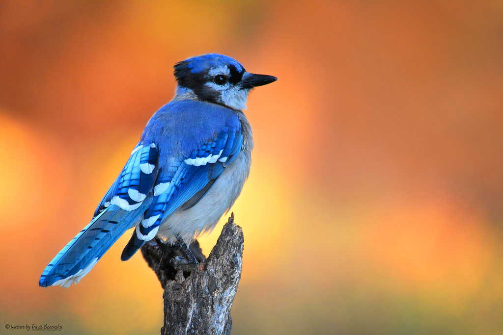 Blue Jay - Birds Photo (40261274) - Fanpop