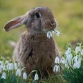 Bunny - animals photo
