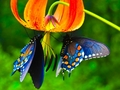 Butterflies - animals photo