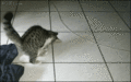 Cat - random photo