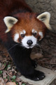Cute Red Panda - red-pandas photo