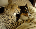 Dog and Cheetah - random photo