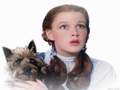 classic-movies - Dorothy and Toto 💕 wallpaper