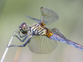 Dragonfly - random photo