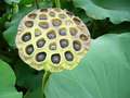 Freshly Bloomed Lotus Pods - random photo