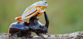 Frog on a Beetle - random photo