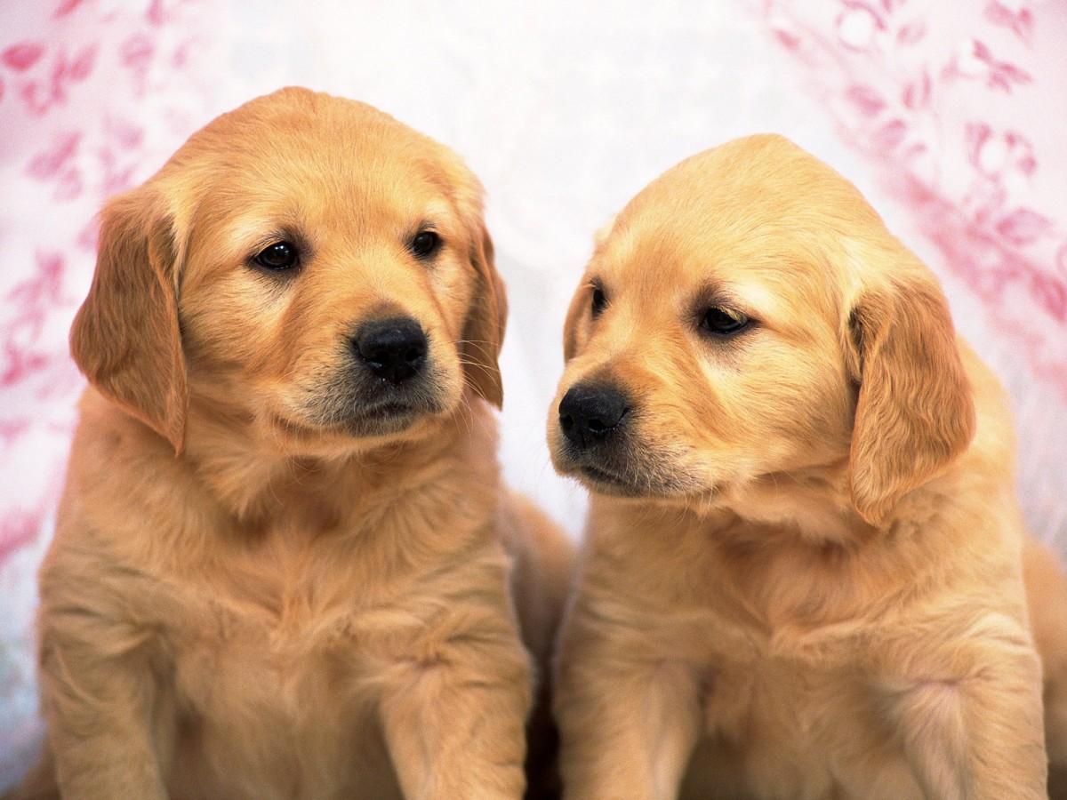 Golden Retriever Puppies - Puppies Wallpaper (40254533) - Fanpop
