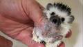 Hedgehog Bath - random photo