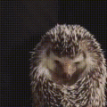 Hedgehog yawn - random photo