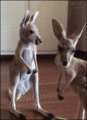 Kangaroos - random photo
