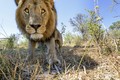 Lions Checking Out a Camera - random photo
