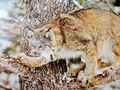 Lynx - animals photo