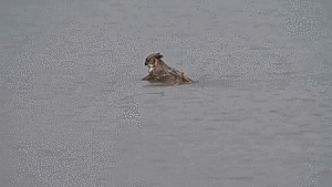 Owl Swimming