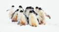 Penguins  - animals photo