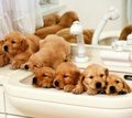 Puppies  - puppies photo
