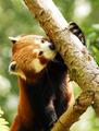 Red Panda - red-pandas photo