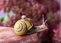 Snails - animals photo