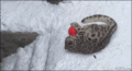 Snow Leopard - random photo